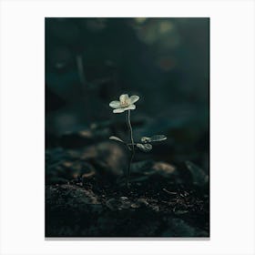 Small Flower In The Dark Canvas Print