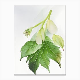 Mayapple Wildflower Watercolour 2 Canvas Print