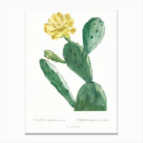 Cactus Flower 17 Canvas Print