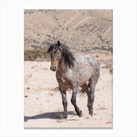 Blue Roan Wild Horse Canvas Print