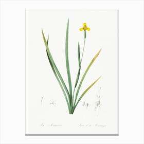 Iris Martinicensis, Pierre Joseph Redoute Canvas Print