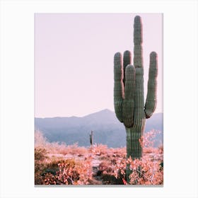 Desert Cactus Photo Canvas Print