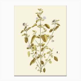 Thyme 1 Canvas Print