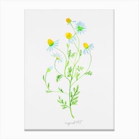 Chamomile watercolor artwork Canvas Print