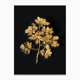 Vintage Kermes Oak Botanical in Gold on Black n.0376 Canvas Print