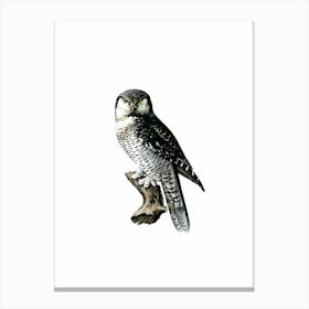 Vintage Northern Hawk Owl Bird Illustration on Pure White n.0014 Canvas Print
