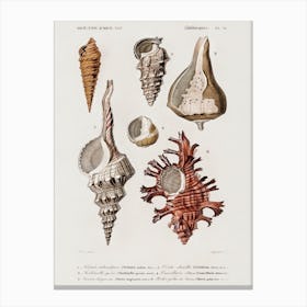 Different Types Of Mollusks, Charles Dessalines D'Orbigny 4 Canvas Print