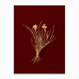 Vintage Golden Blue eyed Grass Botanical in Gold on Red n.0105 Canvas Print