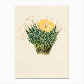 Cactus Flower 5 Canvas Print