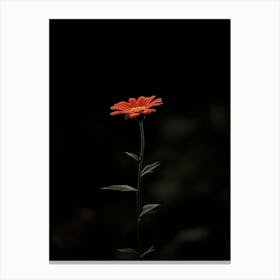 Single Flower In The Dark 3 Canvas Print