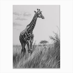 Giraffe In The Grass Pencil Drawing 5 Canvas Print