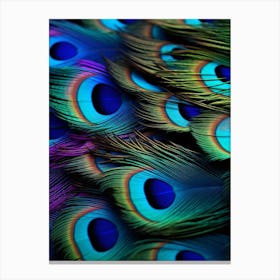 Peacock Feathers Canvas Print