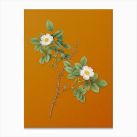 Vintage Spiny Leaved Rose of Dematra Botanical on Sunset Orange Canvas Print