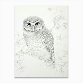Northern Pygmy Owl Drawing 1 Canvas Print