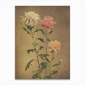 Chrysanthemums 10 Canvas Print