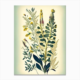 Wild Senna Wildflower Vintage Botanical Canvas Print