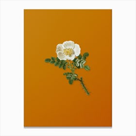 Vintage Burnet Rose Botanical on Sunset Orange n.0018 Canvas Print