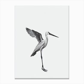 Stork B&W Pencil Drawing 2 Bird Canvas Print