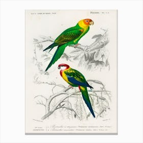 Different Types Of Birds, Charles Dessalines D'Orbigny 5 Canvas Print