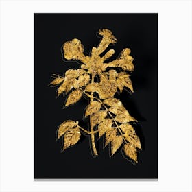 Vintage Trumpet Vine Botanical in Gold on Black n.0245 Canvas Print