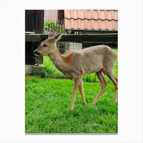 Deer In The Grass Canvas Print