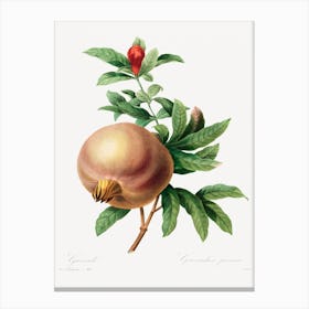 Grenade (Pomegranate), Pierre Joseph Redouté Canvas Print