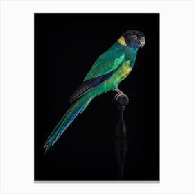 Green Parakeet Canvas Print