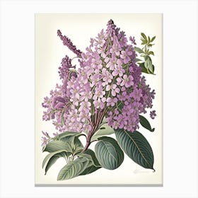 Lilac Floral 1 Botanical Vintage Poster Canvas Print