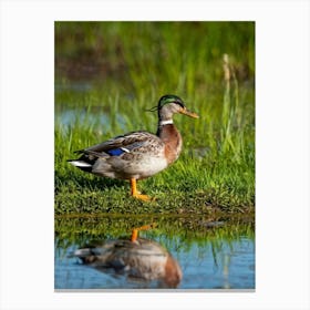 Anas Platyrhynchos Commonly Known As The Mallard Duck Its Speckled Brown Plumage Glimmering In The Canvas Print