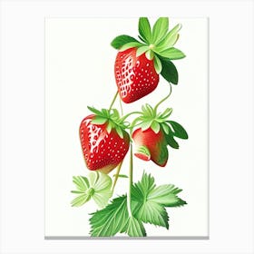 June Bearing Strawberries, Plant, Marker Art Illustration 1 Canvas Print