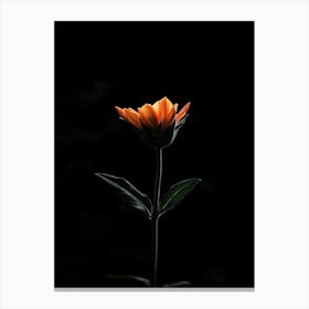 Single Flower In The Dark 7 Canvas Print