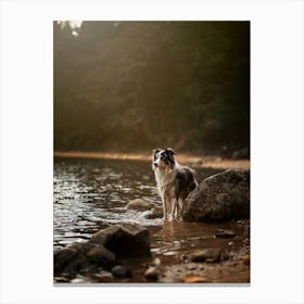 Border Collie In The Water- Scotland Highland UK dog photo print - moody animal photography Canvas Print