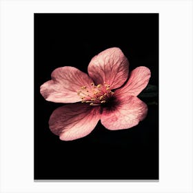 Hibiscus Flower 4 Canvas Print