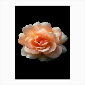 Peach Rose 6 Canvas Print