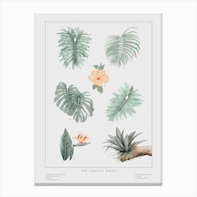 The Tropical Babies Off White 2 Canvas Print