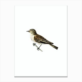 Vintage Spotted Flycatcher Bird Illustration on Pure White n.0002 Canvas Print