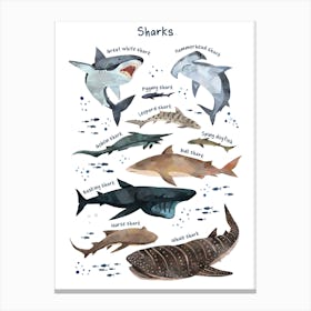 Watercolour Sharks Canvas Print