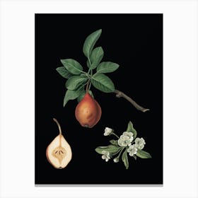 Vintage Pear Botanical Illustration on Solid Black n.0536 Canvas Print