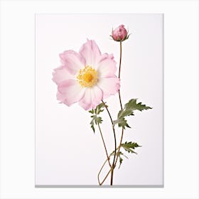 Pressed Wildflower Botanical Art Wild Rose 2 Canvas Print