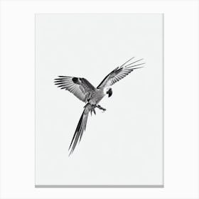 Macaw B&W Pencil Drawing 3 Bird Canvas Print