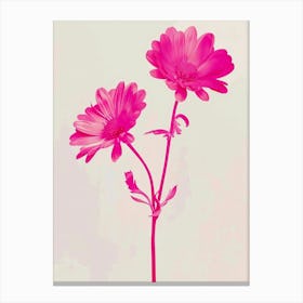 Hot Pink Asters 2 Canvas Print