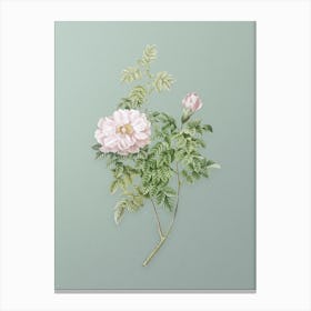 Vintage Ventenat's Rose Botanical Art on Mint Green n.0533 Canvas Print