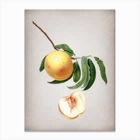 Vintage Duracina Peach Botanical on Parchment n.0157 Canvas Print