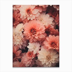 Pink Dahlias 1 Canvas Print