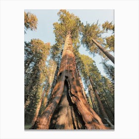 Giant Redwood Tree Canvas Print