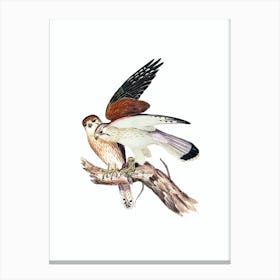 Vintage Nankeen Kestril Bird Illustration on Pure White n.0248 Canvas Print