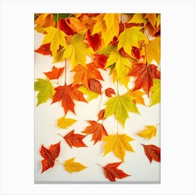 Autumn Leaves On White Background Canvas Print