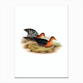 Vintage Red Necked Rail Bird Illustration on Pure White n.0337 Canvas Print