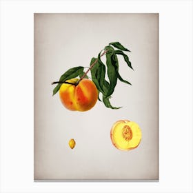 Vintage Peach Botanical on Parchment n.0239 Canvas Print