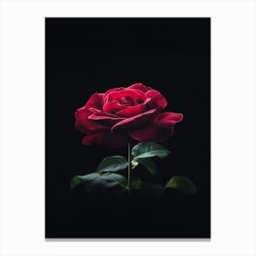 Red Rose On Black Background 2 Canvas Print